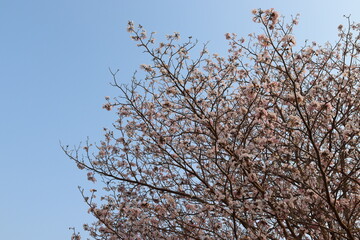 Sakura flowers pink (Prunus cerasoides) blooming on trees isolated on blue sky background closeup.