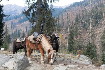 Three horses in mountains, Himachal Pradesh, India
