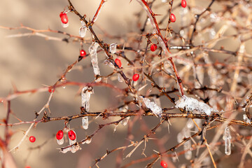 Bare thorny thin twigs of barris with rare red berries covered with long icicles and ice on a winter day