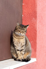 Cute gray cat sits on the windowsill at home and bask in the sun, closing his eyes © ok_fotoday