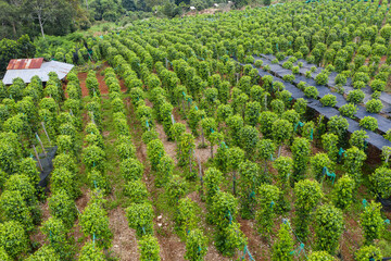 Coffee plantations with the trees ready to be harvested, in the highlands of western Cambodia