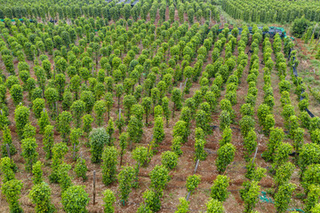 Coffee plantations with the trees ready to be harvested, in the highlands of western Cambodia