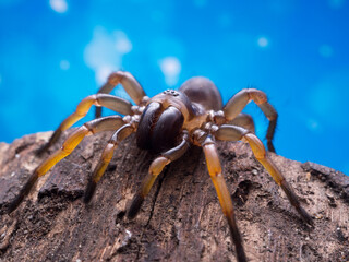 macro spider bokeh background