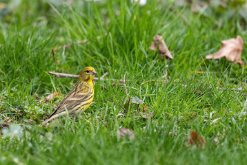 European Serin - Serinus serinus, beautiful passerine bird from Europeans gardens and woodlands, Zlin, Czech Republic.
