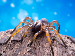 macro spider bokeh background