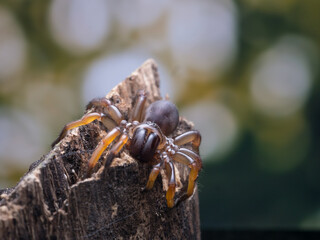 macro spider bokeh background