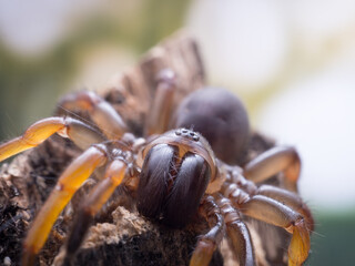 macro spider bokeh background