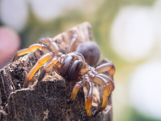macro spider bokeh background