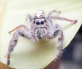 macro spider bokeh background