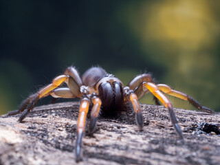 macro spider bokeh background