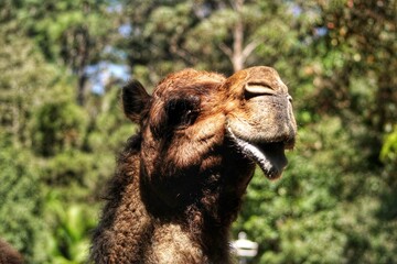 Camel close up in Australia Zoo