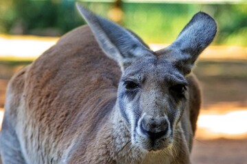 Kangaroo in Australia eyes contact with camera