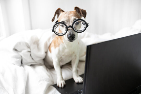 Smart Dog Jack Russell Terrier With Glasses And Computer Looking To Camera. Using Laptop In Bed. Relaxed Home Atmosphere. Cute Pet Study At Home Remotely Online. Weekend Movies Binge Watching Moment