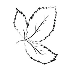Leaves. Black and white illustration. Isolated element on a white background. Vector. Eps 10.