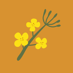 Canola on a white isolated background. Yellow hand-drawn bright flowers. Blooming design elements for postcards, banners. Beautiful buds in a flat style.