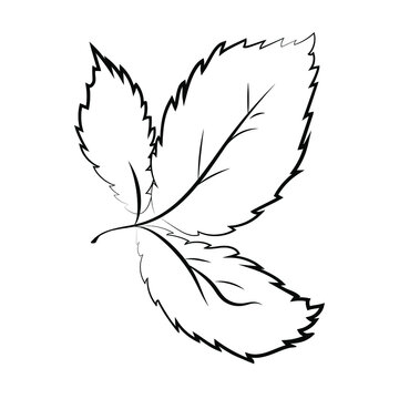 recommend clip art: Leaves. Black and white illustration. Isolated element on a white background. Vector. Eps 10.