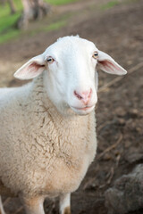 Sheep portrait