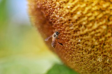 Bee approaching to a sun flower	