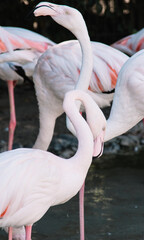 flamingos standing in the water
