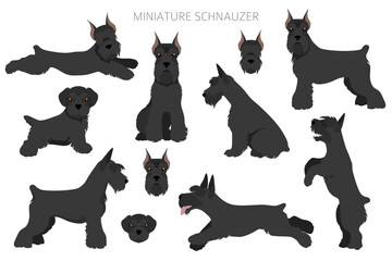 Miniature schnauzer dogs in different poses and coat colors. Adult and puppy scottie set.
