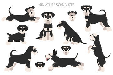 Miniature schnauzer dogs in different poses and coat colors. Adult and puppy scottie set.