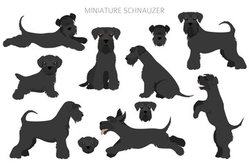 Miniature schnauzer dogs in different poses and coat colors. Adult and puppy scottie set.