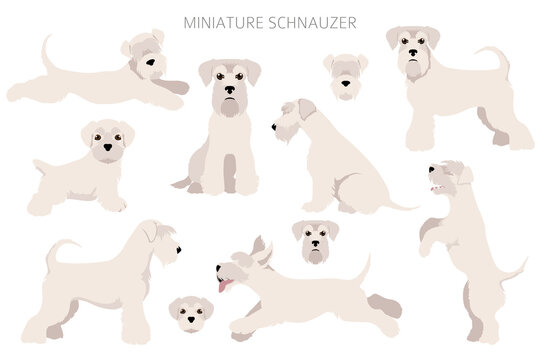 Miniature schnauzer dogs in different poses and coat colors. Adult and puppy scottie set.