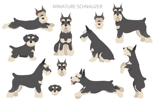 Miniature schnauzer dogs in different poses and coat colors. Adult and puppy scottie set. © a7880ss