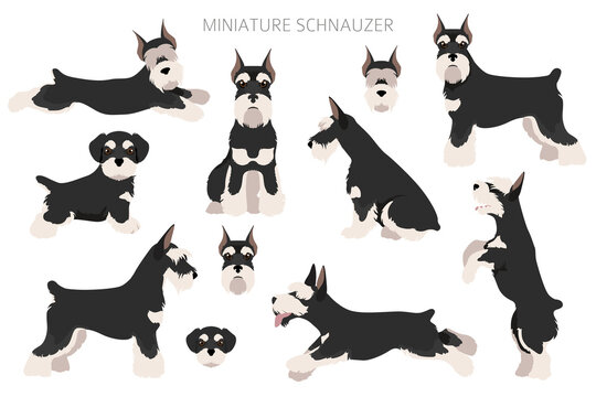 Miniature schnauzer dogs in different poses and coat colors. Adult and puppy scottie set.