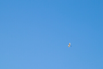 Naklejka na ściany i meble Great Egret flying against a blue sky