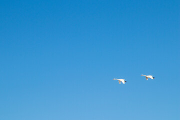 Fototapeta premium Two swans flying on against a blue sky