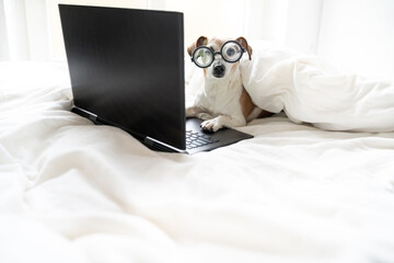 Smar nerd dog Jack Russell terrier in glasses looking to camera. Using black laptop computer...