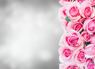 border of pink garden roses