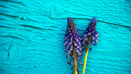 Muscari flower. Muscari armeniacum. Grape Hyacinths. Spring flowers. Muscari armeniacum plant with blue flowers