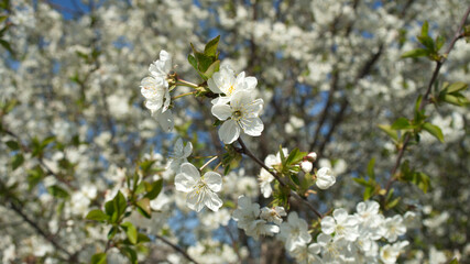 Blossoming cherry trees  in spring