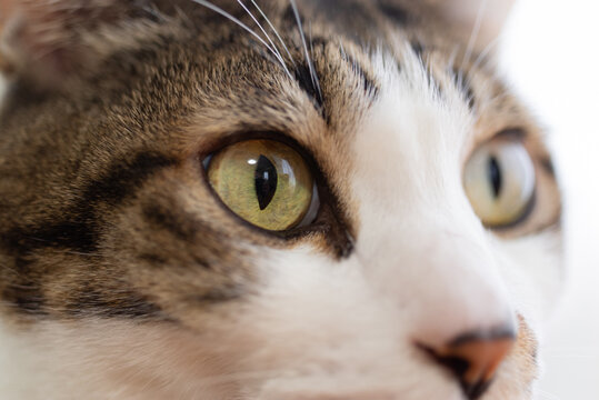 キジ猫 のストック写真 ロイヤリティフリーの画像 ベクター イラスト Adobe Stock キジ猫 のストック写真 ロイヤリティフリーの画像 ベクター イラスト Adobe Stock