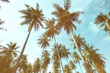 Obraz na płótnie Canvas Abstracr of palm trees background with texture frame image
