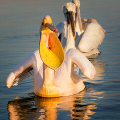 Pink-backed pelican (Pelecanus rufescens) in full breeding plumage. Bird with wide open mouth waiting for fishes.