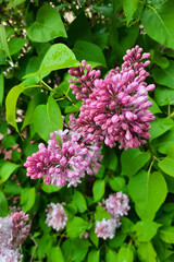 A branch of lilac flowers in the park in spring.
