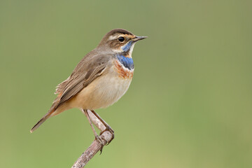 Cute brown bird with blue and orange markings on its chest lonely perching on thin wooden branch