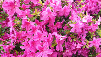 Bush of pink flowers Rhododendron or Rhododendron ferrugineum with raindrops. Panorama.