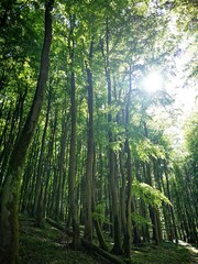 Alte Buchenwälder im Nationalpark Jasmund
