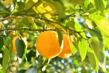 太陽の光を浴びる柚子