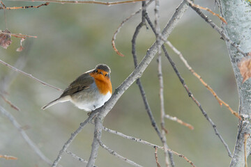 European robin (Erithacus rubecula)