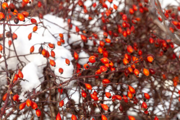 Rosehip bush under the snow. Ripe, red berries.
