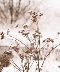 Winter background. Dry grass in the snow. Blurred background.