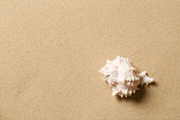 Fototapeta na wymiar Beautiful seashell and space for text on beach sand, top view. Summer vacation