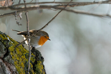 European robin (Erithacus rubecula)