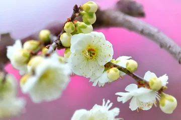 Fototapeten Lila 美しい白梅  © 茂昭 豆田