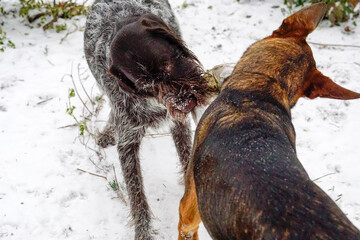 Zabawa dwóch psów © Aruru